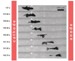 New Propulsion Process Can Find Applications in Nanomedicine