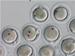 UAB Reseachers Develop Identification System to Individually Tag Embryos