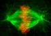 Scientists Discover How Cells Stabilize Machinery While Splitting