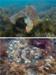 Nanotechnologists Granted Funding to Research on Camouflaging Species