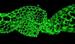 Brown Scientists Find Sound Waves Can Cut Single Walled Nanotubes