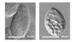 Research Team Studies on Biomagnification of Nanoparticles in Microbial Food Chain
