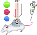 Fluorescent Nanoparticles of Specific Sizes Created to Study Tumour Drug Absorption