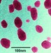 Scientists Discover New Approach to Synthesize Ultrabright Fluorescent Silica Nanoparticles