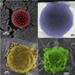 Warwick Researchers Develop New Method to Add Nano-Patterned Armour to Vesicles