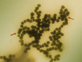 Controlling Nanoparticle Clusters to Assess Impact on Environmental Health and Safety