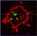 BWH Researchers Develop Stem Cells with Tiny Depots