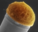 MIT and Penn State Researchers Identify New Method to Produce Silicon Microwires