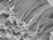 MIT Researchers Develop Nanoparticle-Based System to Monitor Biomedical Conditions