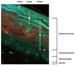 Scientists Model Electron Energy Deposition Patterns for Complex Biological Systems