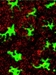 MIT Engineers Create New Vaccine-Delivering Nanoparticles for Many Diseases