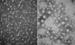 Indiana Scientists Unravel Mystery Behind Main Energy Storage Molecules in Human Body