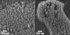 Nanoparticles Coated with Ligand Shell to Develop Carbon Nanofibers