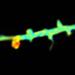 Microscopy Technique to Investigate Molecular Activity Within Single Synapses