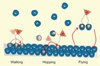 Computer Simulation to Understand Movement of Multi-Limbed Nano-Particles