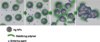 Self-Sintering Metal Nano-particles for Plastic Electronic Products