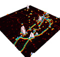 Seamless Integration of Light Microscopy and AFM Images