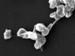 Spherical Ammonia Oxidizing Archaeon from Soil Ensures Nitrogen Fixation