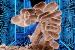 A Single Imperfect Bacterial Cell Functions Better than a Computer Chip