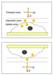 Upright Cells Absorb More Gold Nanoparticles than Upside Down Ones