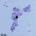 Nature Could be Producing Its Own Silver Nanoparticles