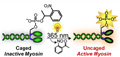 Light Triggered Molecular Motor
