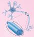 Researchers at UC Santa Barbara to Use Nanoscopic Imaging Methods to Study the Myelin Sheath