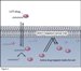 Norweigian Government Grants Funds for Development of Flow Cytometry-Based Biomarker