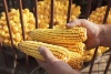 Scientists to Study the Impact of Nanoparticles on Food Crops