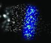 Australian Scientists Utilize Fluorescence Microscopy to Study T-cells