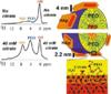 Researchers Study Apatite Nanocrystals in Bone Structure