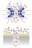 Researchers Combine NPC Proteins with Engineered Nanostructures and Nanopores