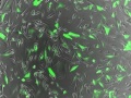 Researchers Deliver Glowing Protein to Cancer Cells Using Nanoparticles
