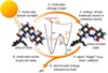 Azobenzene-Functionalized Carbon Nanotubes Harness Solar Energy