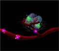 Researchers Use Nanotechnology to Study Real-Time Cellular Communications