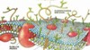 EPFL Researchers Observe Cell Interaction using Fluorescence Microscopy