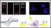 Researchers Review Nanoparticles-Based Biosensors Used in Cancer Diagnostic