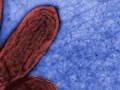 UMass Amherst Researchers Identify Microbial Nanowires Property in Bacteria