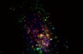 Study Reveals that Nanoparticles Interrupt Transport Mechanism in Cells