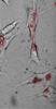 Researchers Use Nano-Thermometers to Measure Temperature of Individual Cells