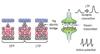 Nanoscale Inorganic Synapses Emulate Human Brain
