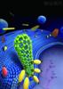 Researchers Study Cell-Nanomaterial Interaction for Improved Drug Delivery