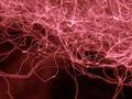 EPA Consent Order for SouthWest NanoTechnologies to Produce Specialty Multi-Wall CNTs