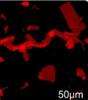 Researchers Study Development of Two-Dimensional Nanosheets