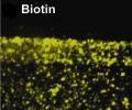 Berkeley Lab Scientists Develop New Method of Studying Spatial Patterns of Living Cells