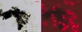 Study Reveals that Carbon Nanotubes Have no Toxic Effects on Green Algae