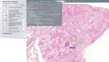 Web-Based Microscopy Enables Viewing High Resolution Images at 40x
