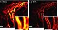 Leica Microsystems Signs Agreement to Develop Gated STED microscopy