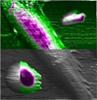 Researchers Determine Mechanical Properties of Live Cells Using Atomic Force Microscope