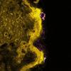 Researchers Study Toxicity of Zinc Oxide Nanoparticles on Skin